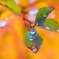 Ambre20